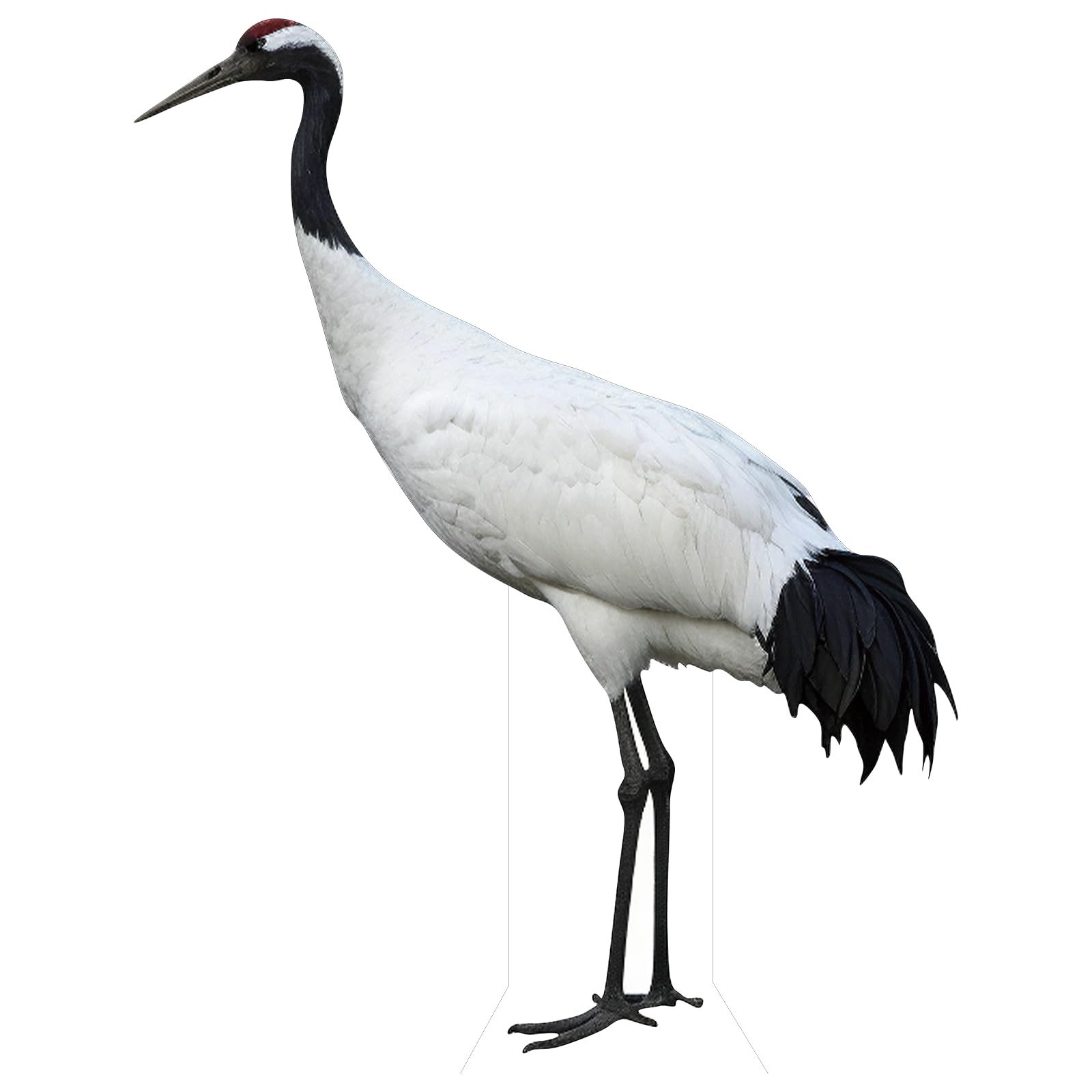 Life Size Cardboard Cutout, Red-Crowned Crane, 1FT, 1 PC