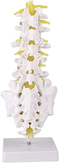 Lumbar Model, Spine Structure Teaching Aid Flexible Spine Model Spine Anatomical Model with Spinal Nerves Skull Base Pelvis Vertebral Column Model for Medical Training with Stand