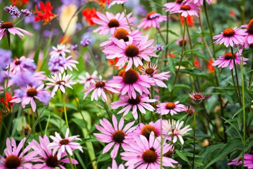 Echinacea Purple Coneflower Flower Seeds For Planting, 750+ Flower Seeds Per Packet, (Isla's Garden Seeds), Non Gmo Seeds, Scientific Name: Echinacea Angustifolia, Great Home Garden Gift #TOP1