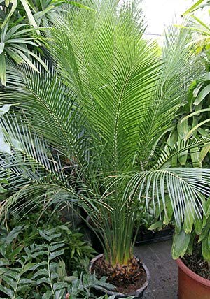 【現品】マクロザミア・コムニス　Macrozamia communis　9号FW Amazon.co.jp: 【種子】Macrozamia Communis◇マクロザミア・コムニス