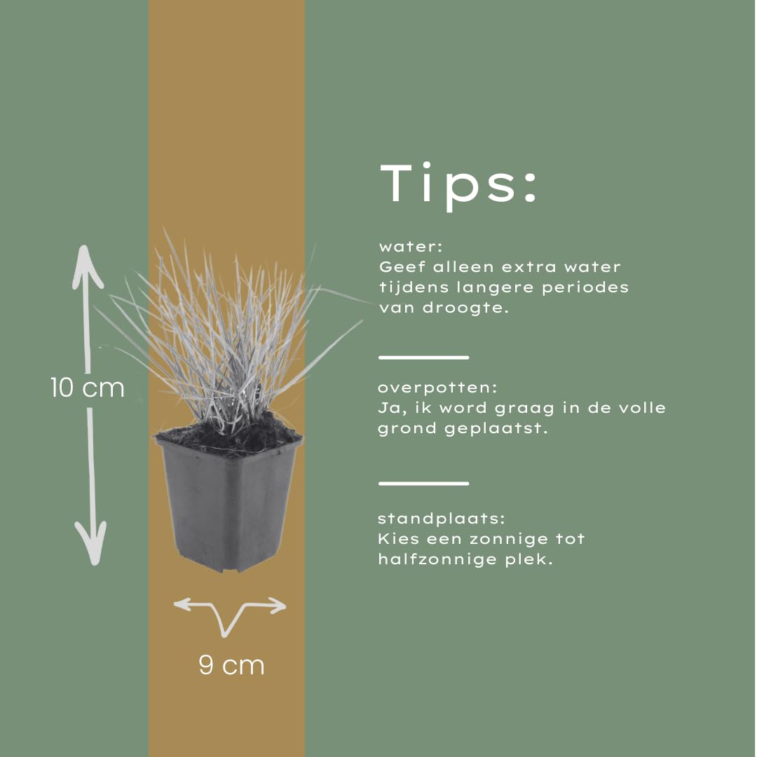 Sesleria Autumnalis, Gramínea para Jardín, Verde, Pack de 48, 10-25cm