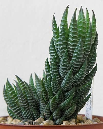 Greenursery Live Zebra Green Indoor Plant For Living Room Balcony Home And Office Decoration Decor Live Plant with Beautiful Color Pots (Zebra Green) (B0D3BC7RTG) Amazon Price History, Amazon Price Tracker