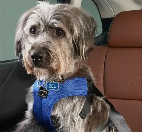 Subaru Pet Harness Ascent Impreza Outback Crosstrek Legacy WRX Sti Forester 4 Sizes Genuine (Medium 22.5"-28")