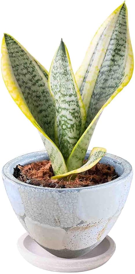 Amazon Amazon限定ブランド 花のギフト社 サンスベリア鉢植 サンセベリア ミニ観葉植物 皿付 観葉植物 オンライン通販 Amazon Amazon限定ブランド 花のギフト社 サンスベリア鉢植 サンセベリア ミニ観葉植物 皿付 観葉植物 オンライン通販