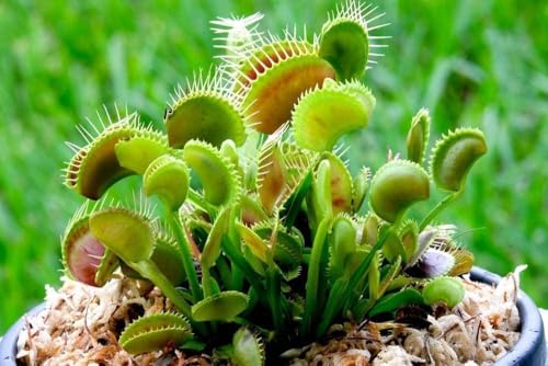 Dionaea muscipula DIONÉE/attrape mouches -vivace