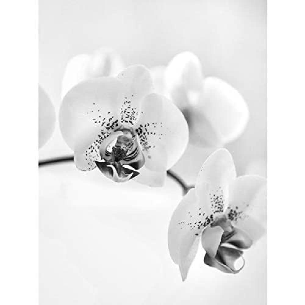 Orchid GALLERY MADE IN KOREA 絵画　アート　壁掛け Phalaenopsis Orchid Wall Art, Pink Orchid Photo, Pink/ Fuchsia