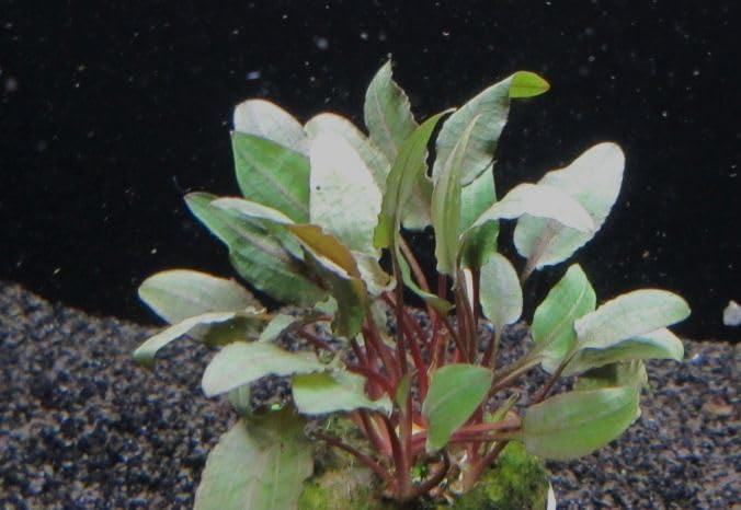 florari Cryptocoryne wendtii braun/Brauner Wasserkelch im Topf