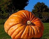 Atlantic Giant Pumpkin 10 Seeds Squash Gourd Non-GMO
