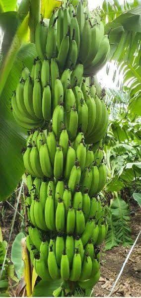 Live Plant Banana - G9, Kela Hybrid Long Seed Less G9 Banana Plant, Hight 1.5-2 Feet, Pack of 1 Healthy Plant, (B0D3ZGMGVD) Amazon Price History, Amazon Price Tracker
