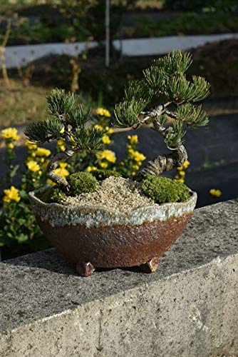Amazon.co.jp: 【祝松盆栽】寄せ植え五葉松盆栽 : DIY・工具・ガーデン