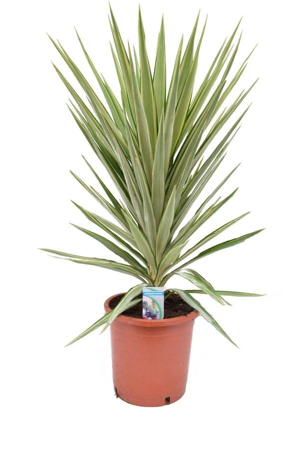 Riesen-Palmlilie Jewel 180-200 cm - Yucca elephantipes Jewel -  Zimmerpflanze : Amazon.de: Garten