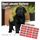 cachorros labrador en venta xalapa El Calendario de Cachorros de Labrador Retriever Negro 2026 presenta adorables y cautivadoras imágenes de estos cachorros encantadores y cariñosos. Cada mes incluye encantadoras fotografías que capturan la belleza, el encanto y la irresistible ternura de los cachorros de Labrador Negro, convirtiéndolo en un artículo imprescindible para los amantes de los perros y entusiastas de esta querida raza.