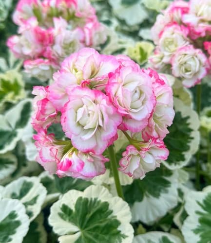 BALDUR Garten 3x Geranie Strawberry Blossom Pflanzen im 12 cm-Topf Balkon-Geranie mit 2-farbigem Laub dauerblühender Blickfang mehrjährig frostfrei halten Hit in Balkonkästen Kübeln & Beeten