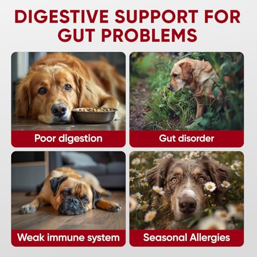 Image of Probiotics for Dogs Digestive Health - Probiotic Chews for Gut Health, Itchy Skin Yeast, Diarrhea - USA Product - Immune Support Supplement - Dog Digestive Support & Allergy Relief Chews with Enzymes