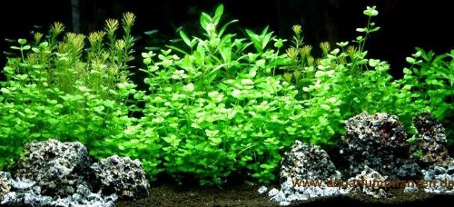 Aquarium Set für 150 l, Pflanzen, Kies, Deko (XIV)