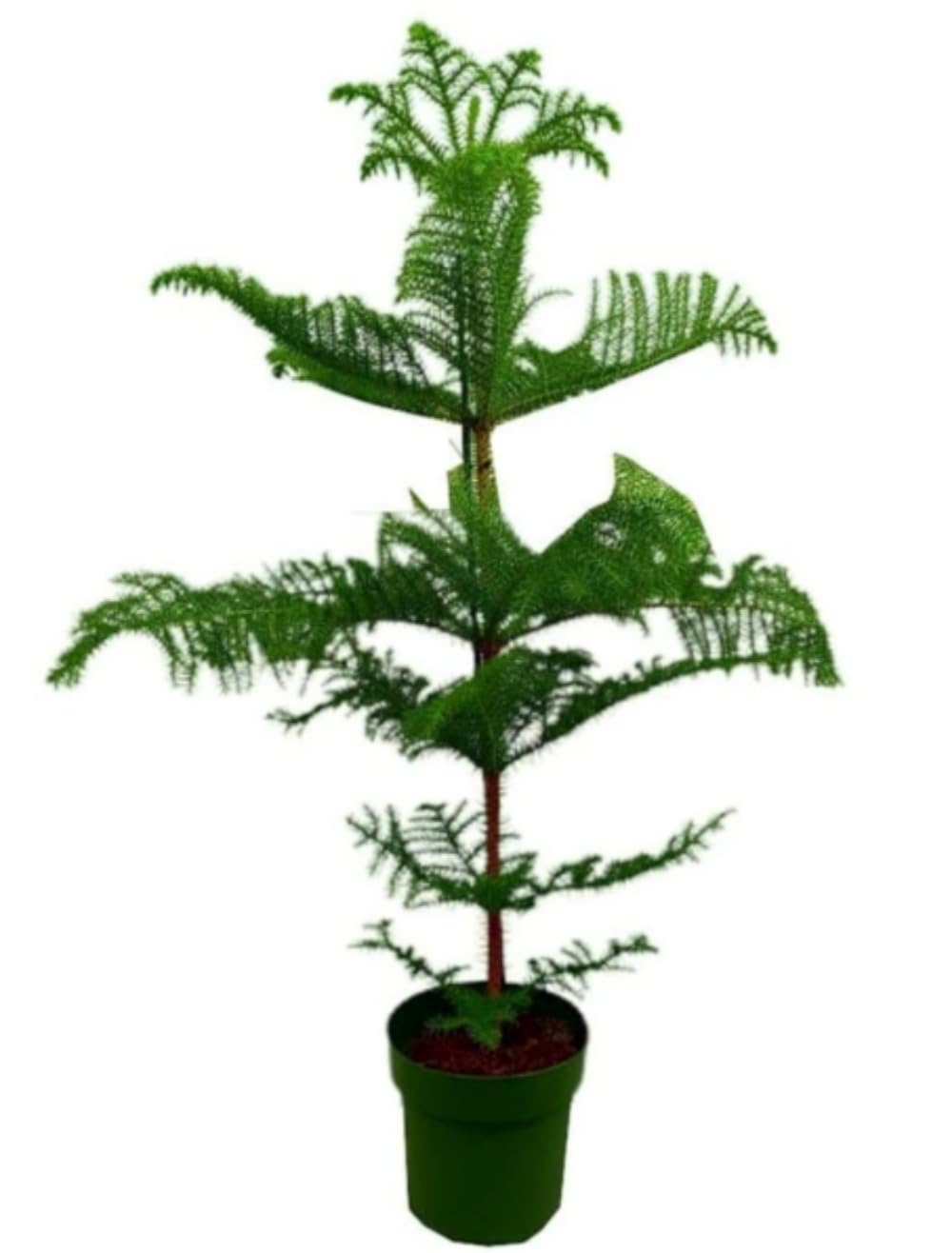 Planta natural Araucaria heterophylla, 40-50 cm. Pino de Norfolk. Árbol perenne, de hojas en forma de aguja, de aspecto simétrico y elegante. Segura Garden.