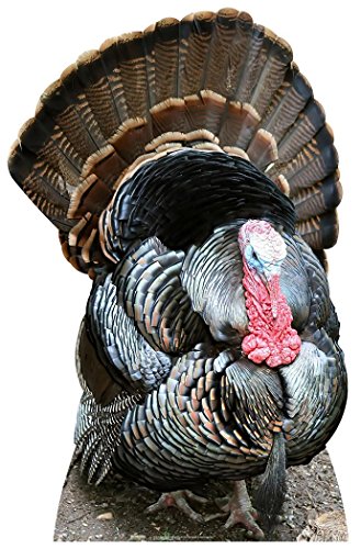 Thanksgiving Turkey Life Size Cardboard Cutout SC2027