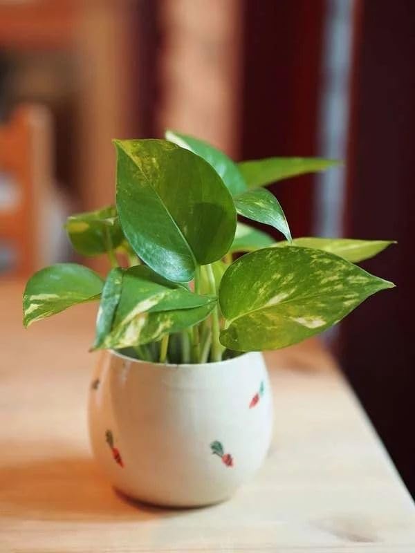 Money Plant Live Indoor Plant | Lucky Golden Pothos for Home Decoration & Air Purification pack of 1-image-30