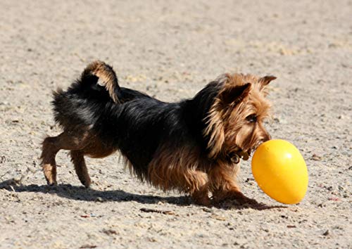 Jolly Pets JOLL051K Hundespielzeug Egg, 20 cm, gelb, Large/X-Large