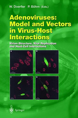Adenoviruses: Model and Vectors in Virus-Host Interactions: Virion-Structure, Viral Replication and Host-Cell Interactions (Current Topics in Microbiology and Immunology Book 272)