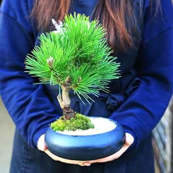黒松盆栽 黒松 Japanese Black Pine - 盆栽日本 Bonsai Japan