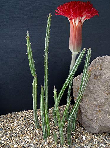 Candy Stick - Pickle Plant - Senecio Stapelliformis -2" Pot-Collector's Series #TOP3