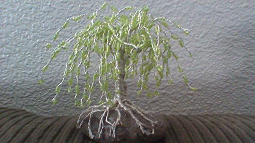 Weeping Willow - Fall