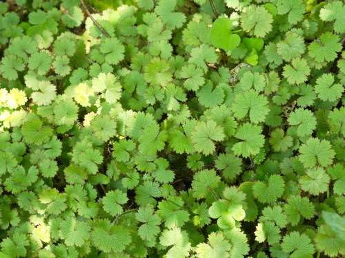Lincolnshire Pond Plants Ltd - Hydrocotyle vulgaris 'Nova Zelandiae' - Marginal Oxygenating Pond Plants - OX010-1 / 9cm