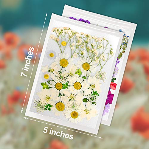 Yrym Ht Dried Pressed Flowers, 75 Pcs Purple Resin Flowers For Resin Mold, Real Natural Pressed Flower Leaves For Scrapbooking Diy Art Crafts, Candle Making, Jewelry Making (Purple) #TOP5