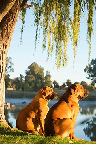 Boerboel: Artified Pets Journal/Notebook/Diary 160...