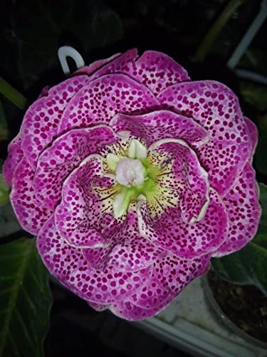 Imported Gloxinia Double Mix Colours Flowers Bulbs For Home Garden (Pack of 9 Big Size Flowers Bulbs)