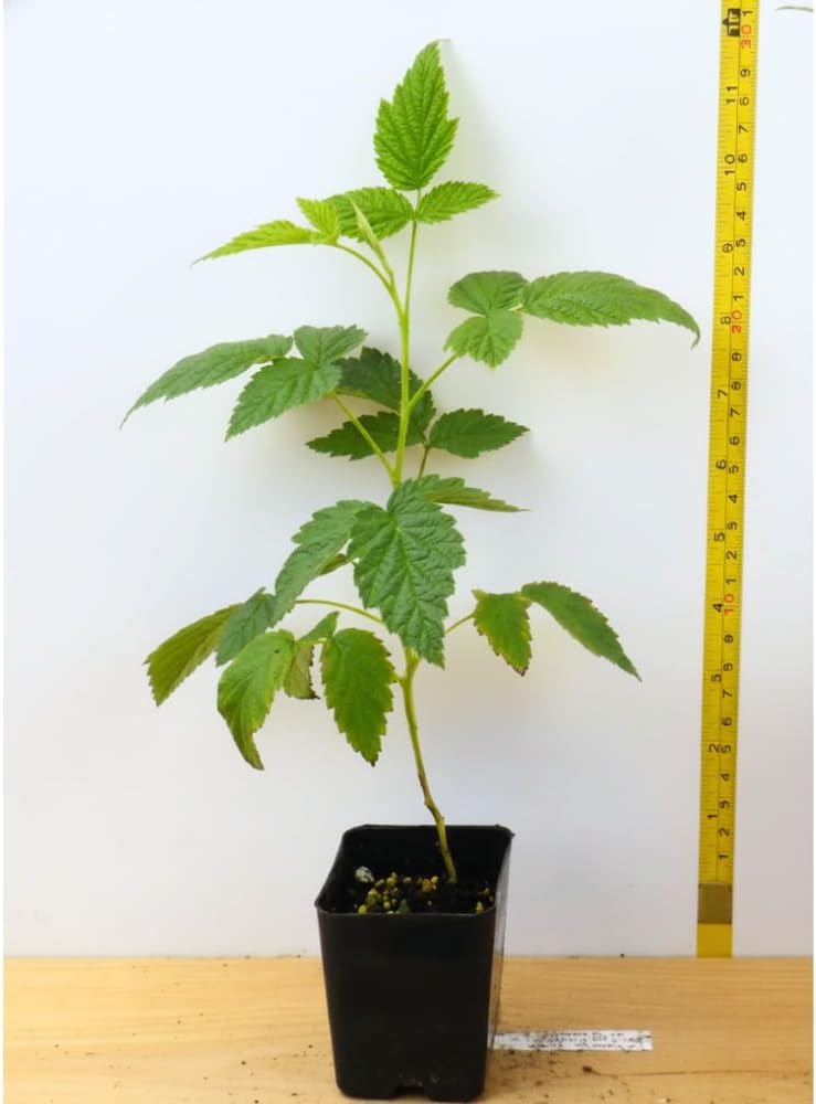 Raspberry Plant Live 6 to 12 Inch Tall, Sweet Raspberry Bush Live Plant Well Rooted Zone 3 to 8 (Black Raspberry)