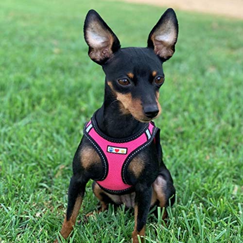 The Best Harness for Chihuahuas of 2020 DogWish