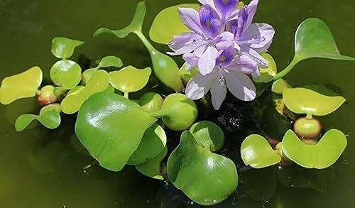 Water Hyacinths Floating Water Garden Plants (12 Live Plants)