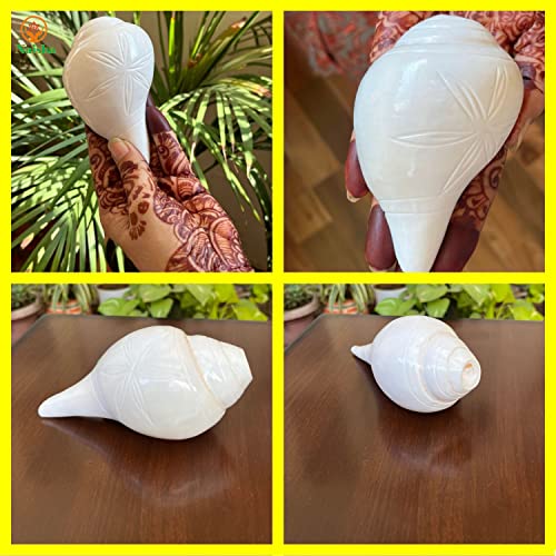 Naisha Genuine Blowing Puja Shankh Vamavarti Dattatreya Conch Shell - Ritual Plain Pooja Shankhnaad Home Decorations (4.0 Inches) #TOP7
