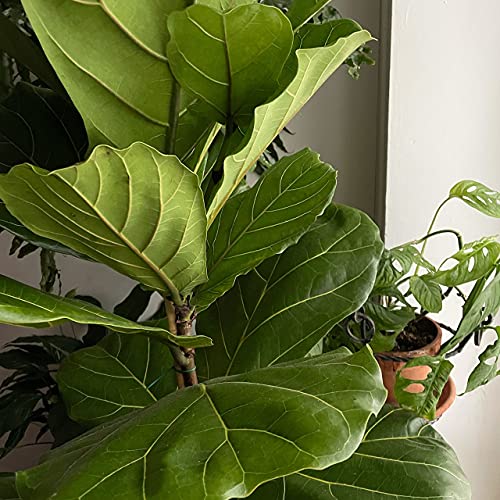 セックスをデザインすればもっと楽しくなる おんなの学校 セクシャリティカウンセラー Podcasts On Audible Audible Com