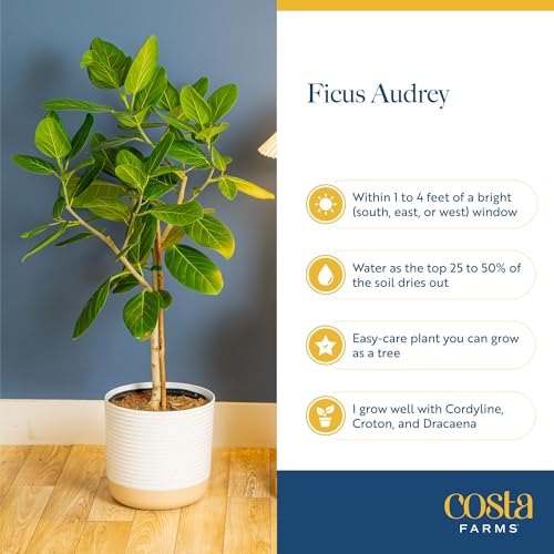 Image of Costa Farms Ficus Audrey Tree Live Plants in Decorative Pot, Large Indoor Houseplant, Perfect for Home, Room, or Office Decor, Great House Warming or Birthday Gift, 3-4 Feet Tall, Pack of 2