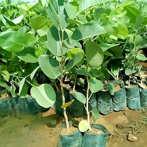 TAPOBON Red Sandalwood Chandan Avenue Live Plants & Tree(1.5-3 Feet Size)