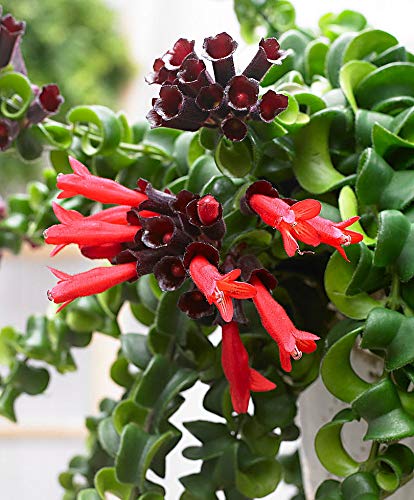 Curly Lipstick Plant - Aeschynanthus Rasta - Easy Blooming House Plant -4" Pot
