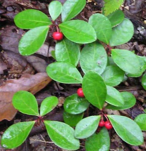 Live Wintergreen Teaberry Plants for Fairy Garden, Terrarium, Garden