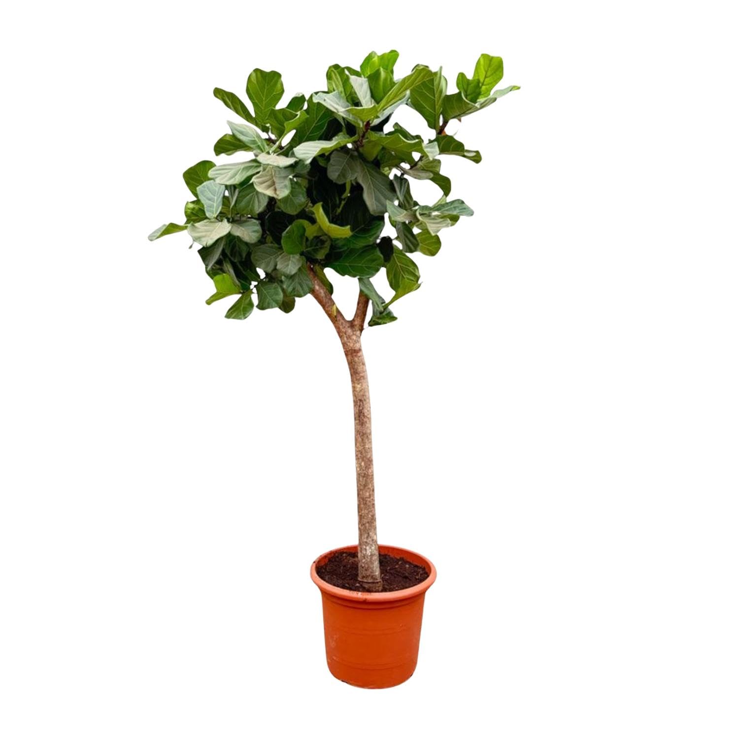 Ficus Lyrata Natural, Roślina pokojowa, zielony, 230 cm, ø40-45 cm