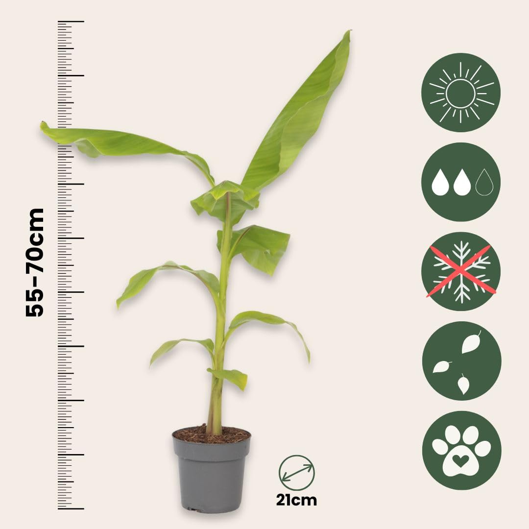 Plant in a Box - Musa Basjoo - Winterharde bananenplanten - Tuinbanaan - Pot 21cm - Hoogte 55-70cm