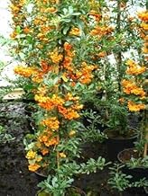 Feuerdorn Pyracantha Orange Charmer 80 cm hoch im 3 Liter Container