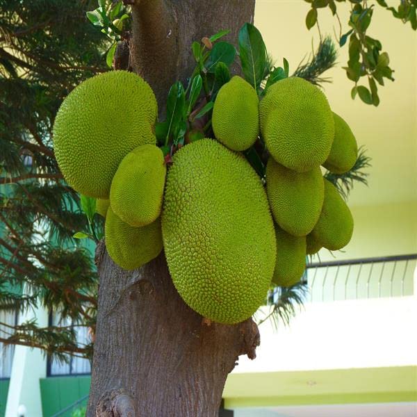 Mphmi Jack Fruit,Fanas Kathal, Artocarpus Bonsai vietnam jackfruit Heterophyllus (Grafted) - Plant