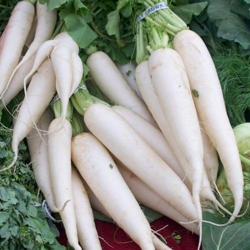F1 Mooli F1 - April Cross - Japanese Radish Seeds