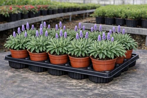 Pack 12 Plantas de Lavanda Dentata en Maceta 11 cm – Lavandula Dentata – Planta Aromática Decorativa y Relajante