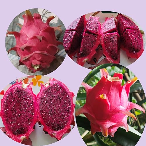 Image of Dragon Fruit Live Plant (Pink /Red) in Grow-Bag Suitable for Pots, Terrace, and Outdoor Farming Use, Pack of 1