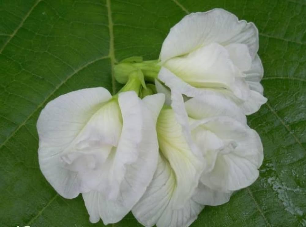 The Royal Crafty Double White Aparajita/Butterfly Pea flower Plant Flowering Medicinal Plant for home Garden (B0CG29BRRD) Amazon Price History, Amazon Price Tracker