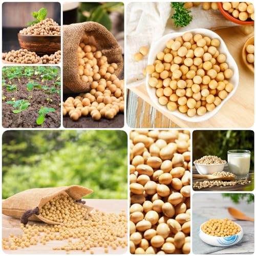 500 Piezas Semillas de Soja Orgánicas - Semillas de Hierbas, Semillas, Verduras, Regalos de Jardín de Soja para Hombres, Semillas de Hierbas, Plantas en Macetas Resistentes, Semillas de