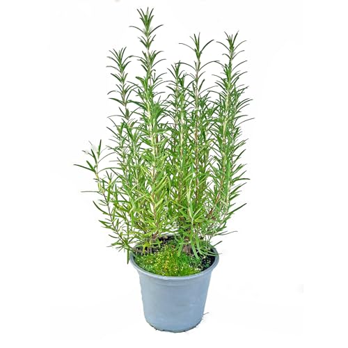 Italienischer XL - Rosmarin (Rosmarius officinalis) 14cm Topf 1 stk.
